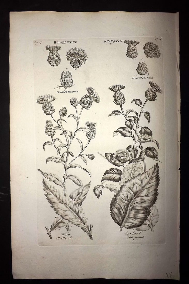 Hill, John 1760's LG Folio Botanical Print. Woollweed, Rhapontic 44: Folio Copper Plate Published London 1759-75 for "The Vegetable System" First & Folio Edition by John Hill. Paper Size: 19 x 12 inch (48 x 30cm) Good Condition
