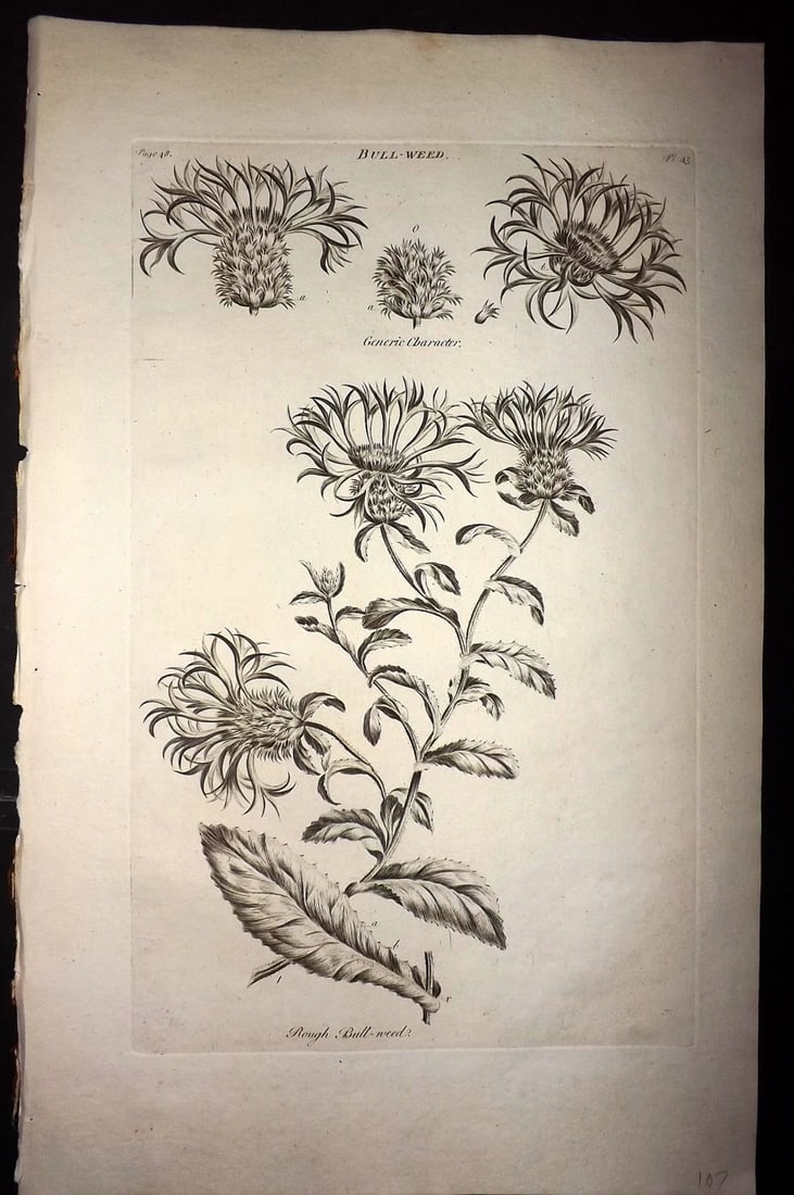 Hill, John 1760's LG Folio Botanical Print. Bull-Weed 45: Folio Copper Plate Published London 1759-75 for "The Vegetable System" First & Folio Edition by John Hill. Paper Size: 19 x 12 inch (48 x 30cm) Good Condition