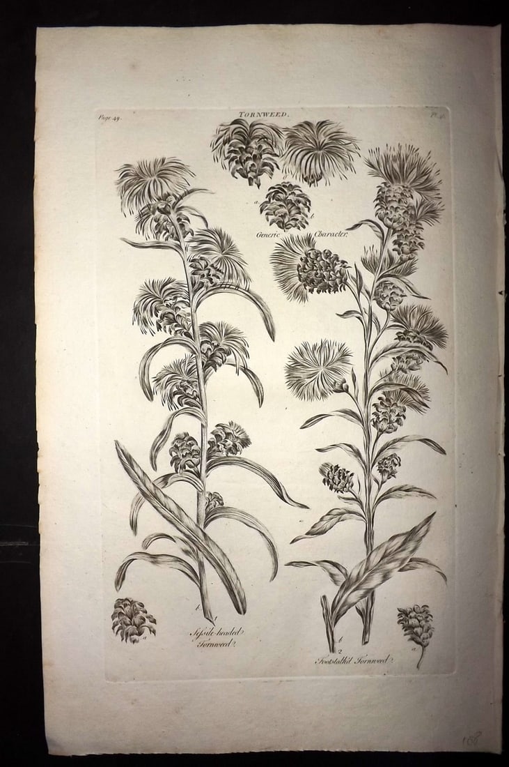 Hill, John 1760's LG Folio Botanical Print. Tornweed 46: Folio Copper Plate Published London 1759-75 for "The Vegetable System" First & Folio Edition by John Hill. Paper Size: 19 x 12 inch (48 x 30cm) Good Condition