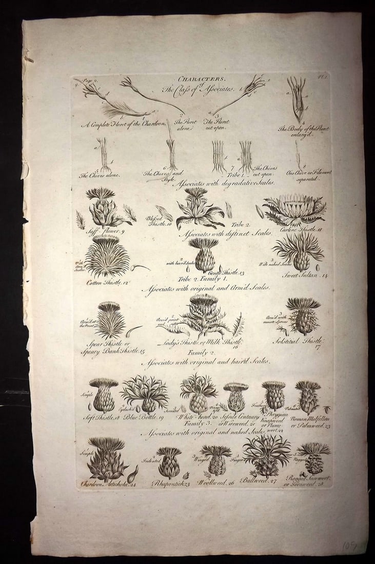 Hill, John 1760's LG Folio Botanical Print. Characters of the Class of Associates 01: Folio Copper Plate Published London 1759-75 for "The Vegetable System" First & Folio Edition by John Hill. Paper Size: 19 x 12 inch (48 x 30cm) Good Condition
