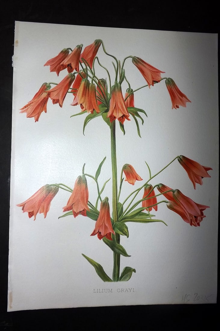 Moon, H. G. 1905 Botanical Print. Lilium Grayi. (1 of 1)