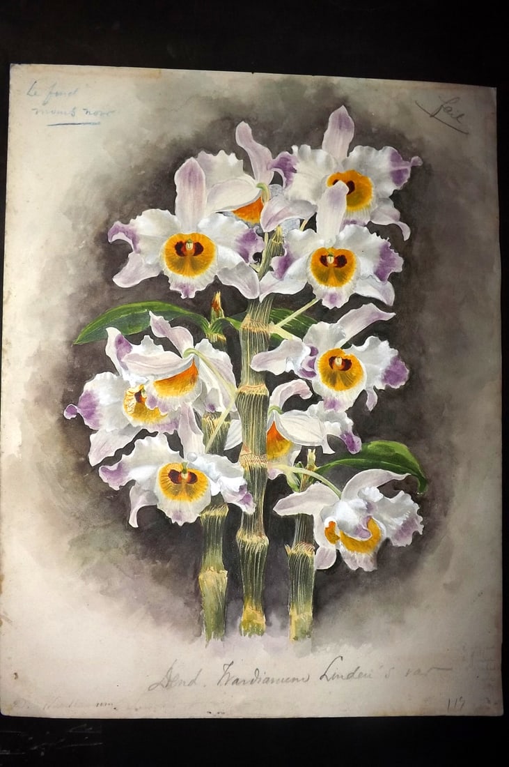 Original Art 19th Cent Botanical Study of Orchids. Watercolour & Gouache (1 of 1)