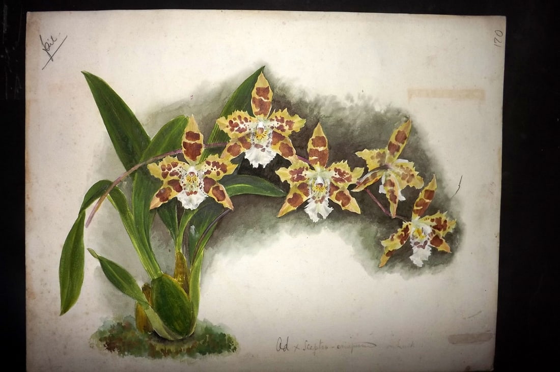 Original Art 19th Cent Botanical Study of Orchids. Watercolour & Gouache (1 of 1)