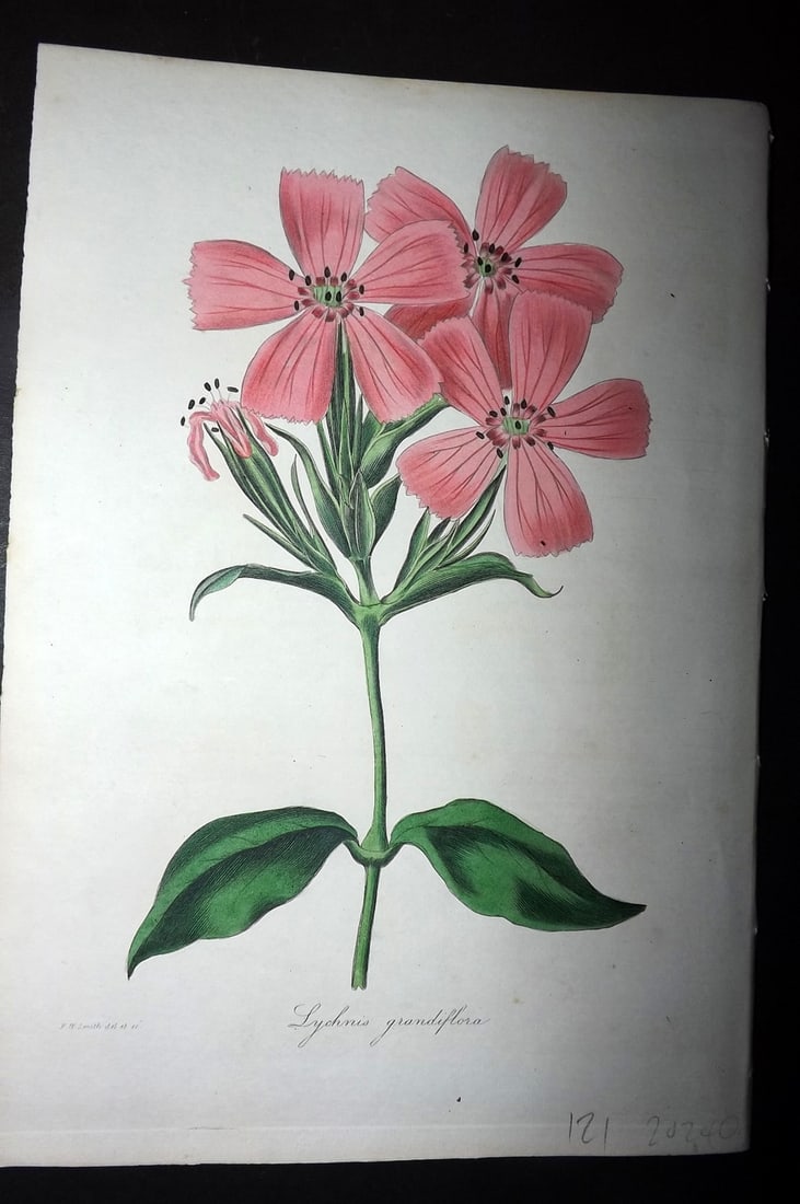 Paxton, Joseph 1836 Hand Col Botanical Print. Lychnis Grandiflora: Hand Colored Etchings Published 1834-49, London for "Paxton's Magazine of Botany" by Joseph Paxton. Paper Size: 9 x 6 inch (23 x 16cm) Good Condition