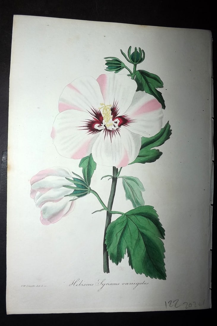 Paxton, Joseph 1836 Hand Col Botanical Print. Hibiscus Syriacus: Hand Colored Etchings Published 1834-49, London for "Paxton's Magazine of Botany" by Joseph Paxton. Paper Size: 9 x 6 inch (23 x 16cm) Good Condition