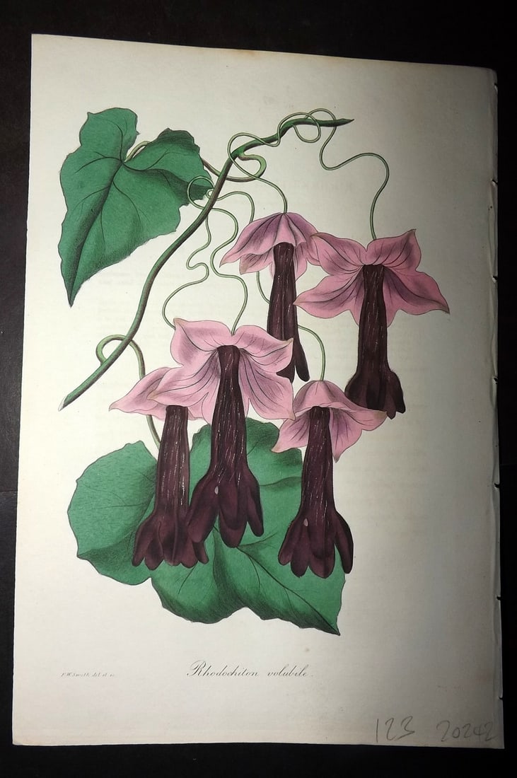 Paxton, Joseph 1836 Hand Col Botanical Print. Rhodochiton volubile: Hand Colored Etchings Published 1834-49, London for "Paxton's Magazine of Botany" by Joseph Paxton. Paper Size: 9 x 6 inch (23 x 16cm) Good Condition