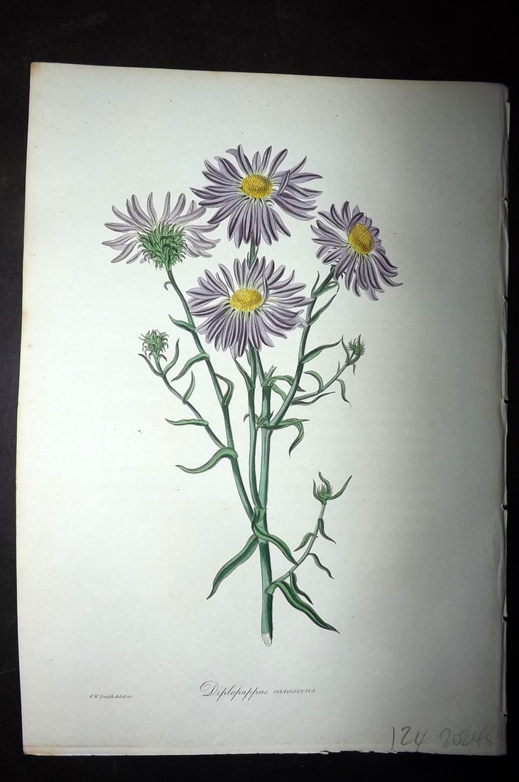 Paxton, Joseph 1836 Hand Col Botanical Print. Diplopappus Canescens: Hand Colored Etchings Published 1834-49, London for "Paxton's Magazine of Botany" by Joseph Paxton. Paper Size: 9 x 6 inch (23 x 16cm) Good Condition