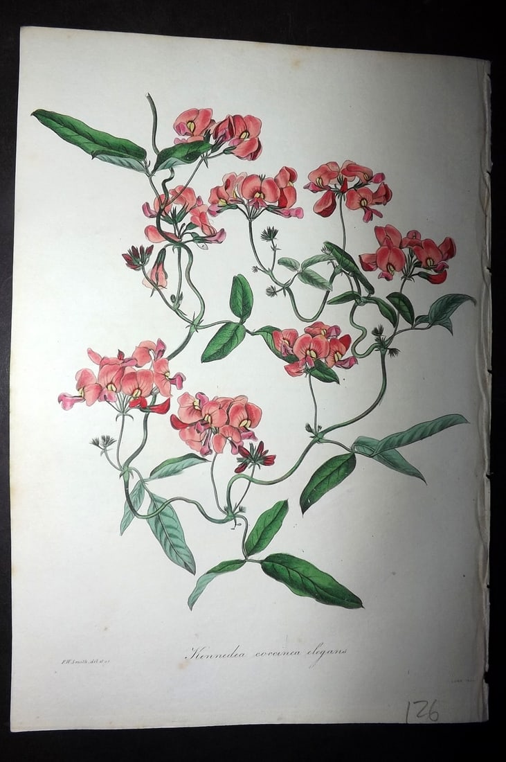 Paxton, Joseph 1836 Hand Col Botanical Print. Kennedia Coccinea Elegans: Hand Colored Etchings Published 1834-49, London for "Paxton's Magazine of Botany" by Joseph Paxton. Paper Size: 9 x 6 inch (23 x 16cm) Good Condition