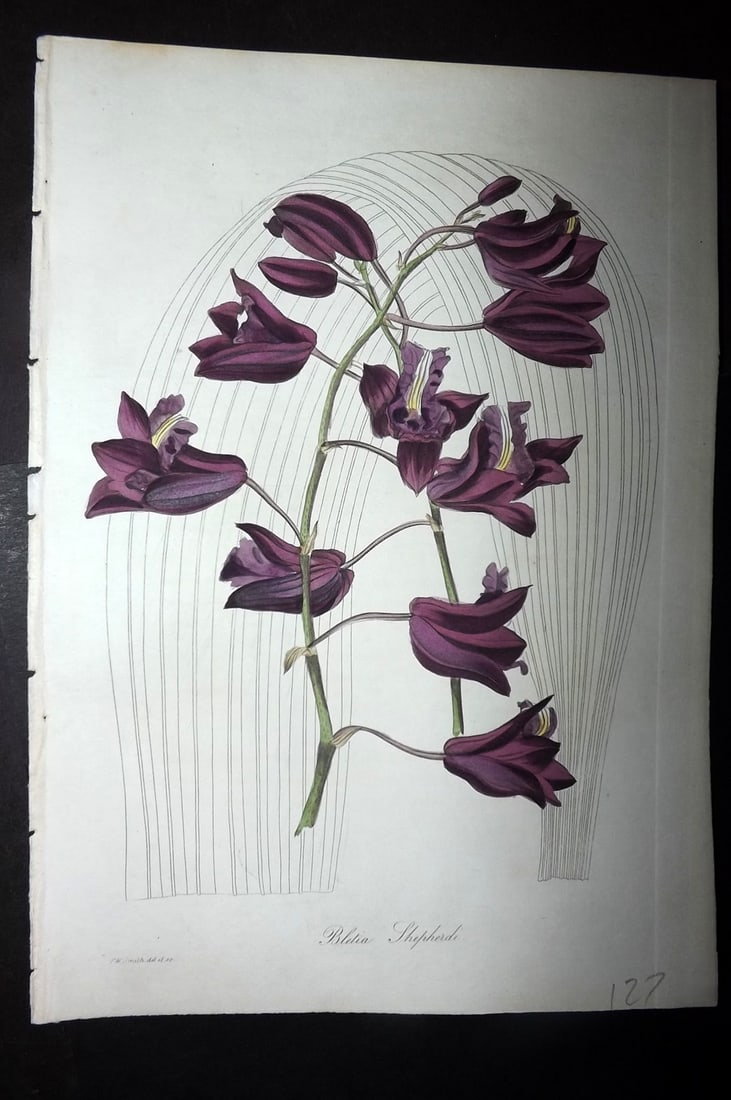 Paxton, Joseph 1836 Hand Col Botanical Print. Bletia Sheperdii: Hand Colored Etchings Published 1834-49, London for "Paxton's Magazine of Botany" by Joseph Paxton. Paper Size: 9 x 6 inch (23 x 16cm) Good Condition