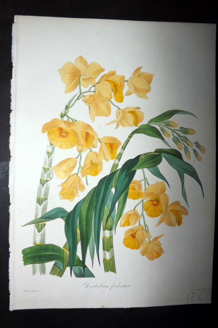 Paxton, Joseph 1836 Hand Col Botanical Print. Dendrobium Fimbriatum Orchid: Hand Colored Etchings Published 1834-49, London for "Paxton's Magazine of Botany" by Joseph Paxton. Paper Size: 9 x 6 inch (23 x 16cm) Good Condition