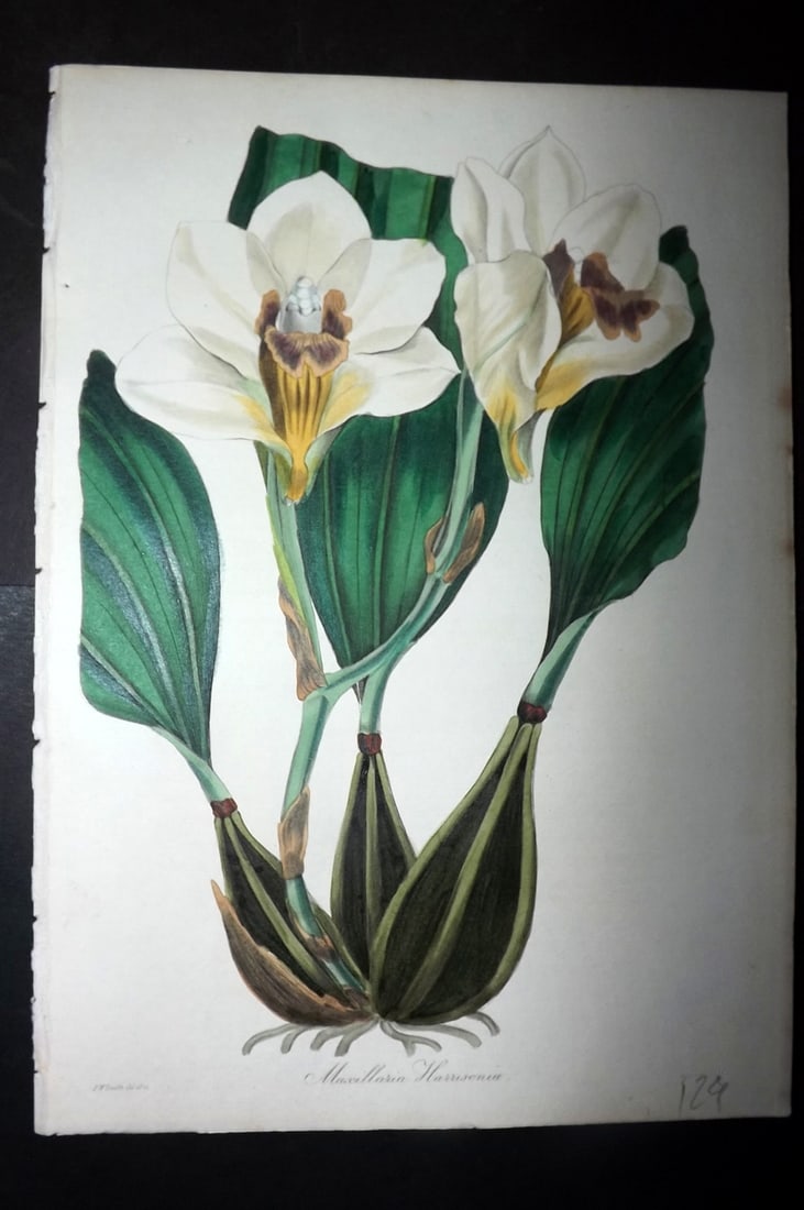 Paxton, Joseph 1836 Hand Col Botanical Print. Maxillaria Harrisoniae Orchid: Hand Colored Etchings Published 1834-49, London for "Paxton's Magazine of Botany" by Joseph Paxton. Paper Size: 9 x 6 inch (23 x 16cm) Good Condition