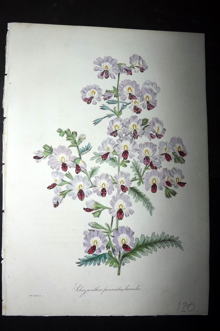 Paxton, Joseph 1836 Hand Col Botanical Print. Schizanthus Pinnatus Humilis: Hand Colored Etchings Published 1834-49, London for "Paxton's Magazine of Botany" by Joseph Paxton. Paper Size: 9 x 6 inch (23 x 16cm) Good Condition