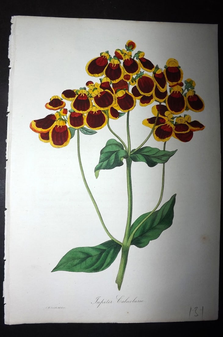 Paxton, Joseph 1836 Hand Col Botanical Print. Calceolaria Corymbosa: Hand Colored Etchings Published 1834-49, London for "Paxton's Magazine of Botany" by Joseph Paxton. Paper Size: 9 x 6 inch (23 x 16cm) Good Condition