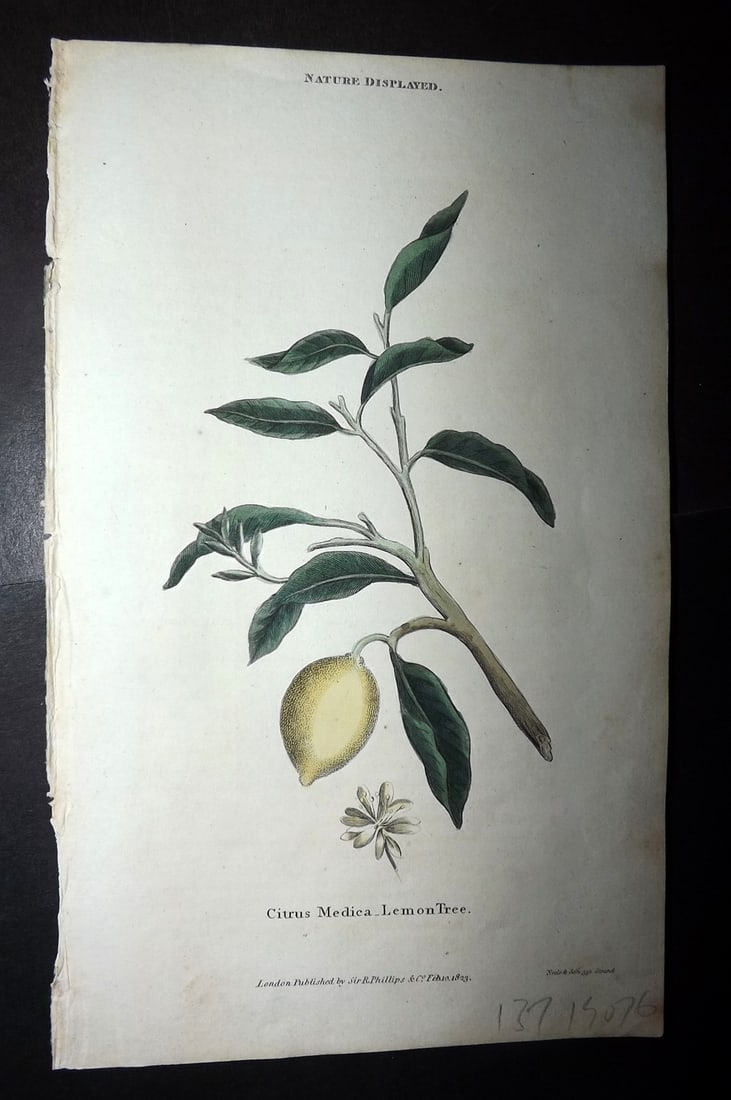 Shaw, Simeon 1823 Hand Col Botanical Print. Lemon Tree: Copper Plate Published 1823, London for "Nature Displayed in the Heavens, and on the Earth" by Simeon Shaw. Folds as issued. Paper Size: 8 x 4.5 inch (20 x 12cm) Good Condition