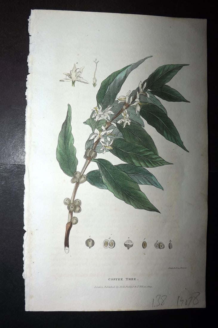 Shaw, Simeon 1823 Hand Col Botanical Print. Coffee Tree: Copper Plate Published 1823, London for "Nature Displayed in the Heavens, and on the Earth" by Simeon Shaw. Folds as issued. Paper Size: 8 x 4.5 inch (20 x 12cm) Good Condition