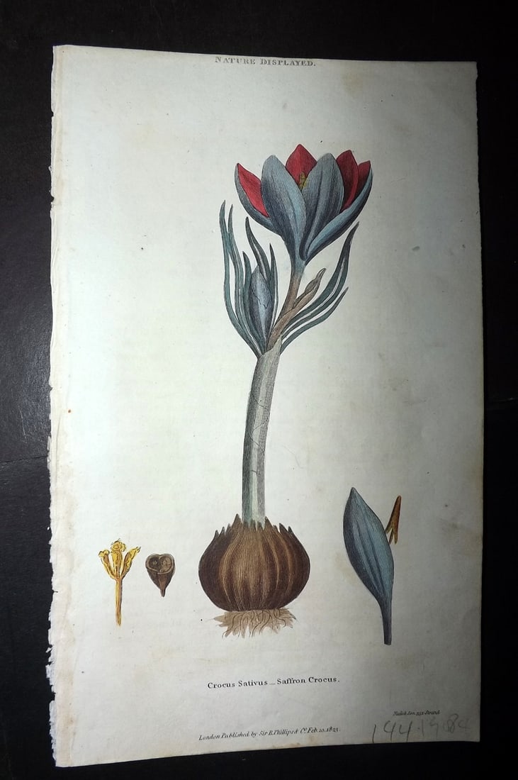Shaw, Simeon 1823 Hand Col Botanical Print. Saffron Crocus: Copper Plate Published 1823, London for "Nature Displayed in the Heavens, and on the Earth" by Simeon Shaw. Folds as issued. Paper Size: 8 x 4.5 inch (20 x 12cm) Good Condition