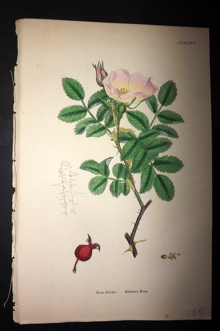 Sowerby, James C1880 Hand Col Botanical Print. Sabine's Rose 465 (1 of 1)