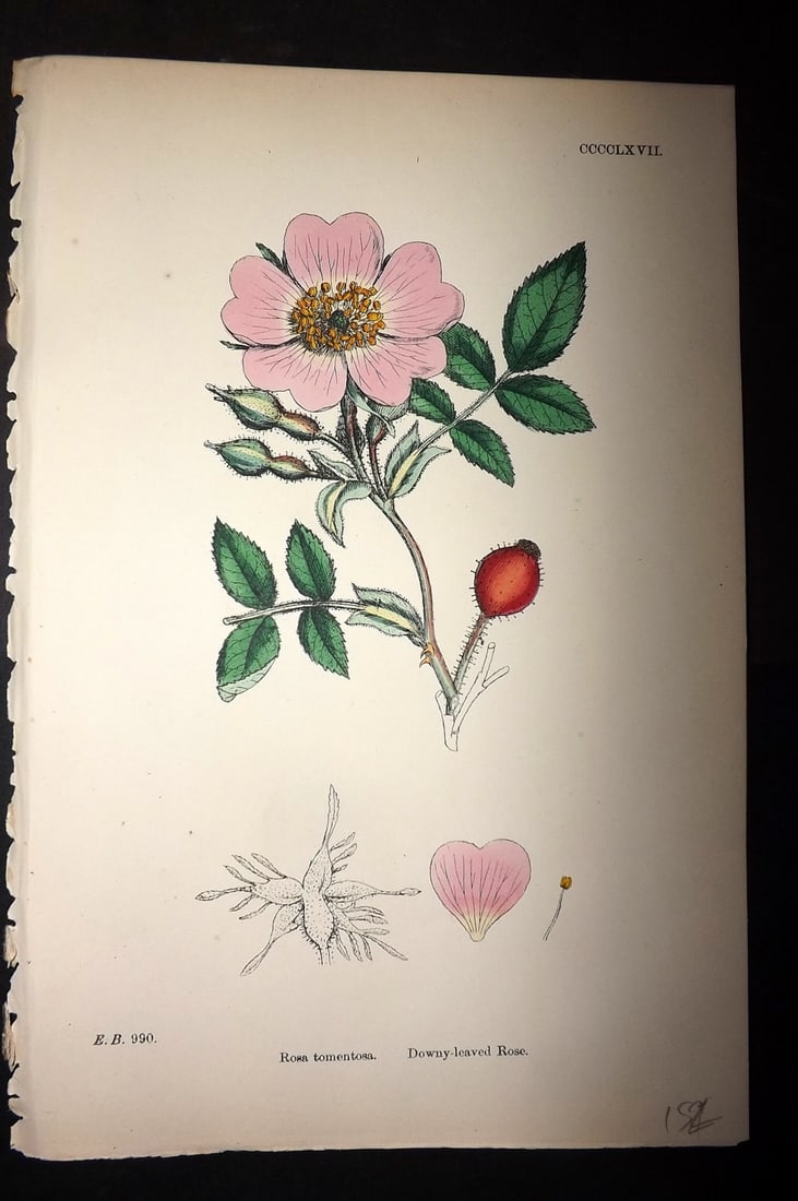 Sowerby, James C1880 Hand Col Botanical Print. Downy Leaved Rose 467: Hand Colored Lithograph Published 1863-86, London for "English Botany" by John & James Sowerby. Paper Size: 10 x 7 inch (25 x 18cm) Good Condition