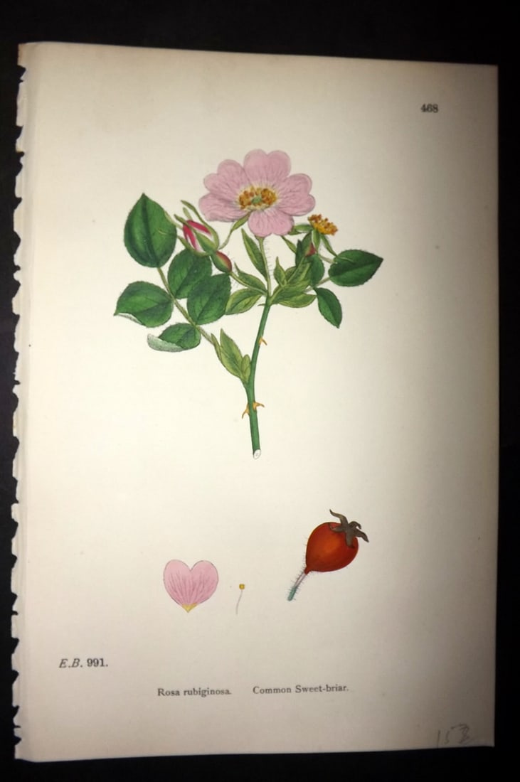 Sowerby, James C1880 Hand Col Botanical Print. Common Sweet Briar Rose 468: Hand Colored Lithograph Published 1863-86, London for "English Botany" by John & James Sowerby. Paper Size: 10 x 7 inch (25 x 18cm) Good Condition
