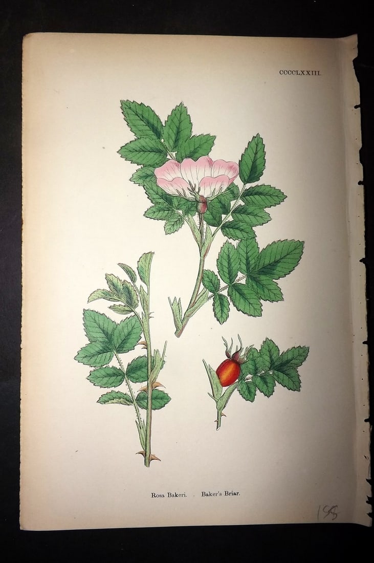 Sowerby, James C1880 Hand Col Botanical Print. Baker's Briar 473 (1 of 1)