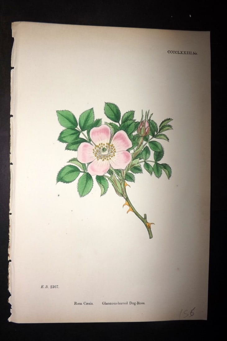 Sowerby, James C1880 Hand Col Botanical Print. Glaucous-Leaved Dog Rose 473*: Hand Colored Lithograph Published 1863-86, London for "English Botany" by John & James Sowerby. Paper Size: 10 x 7 inch (25 x 18cm) Good Condition