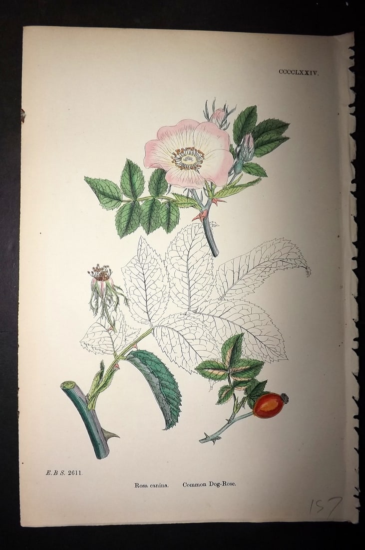 Sowerby, James C1880 Hand Col Botanical Print. Common Dog Rose 474: Hand Colored Lithograph Published 1863-86, London for "English Botany" by John & James Sowerby. Paper Size: 10 x 7 inch (25 x 18cm) Good Condition