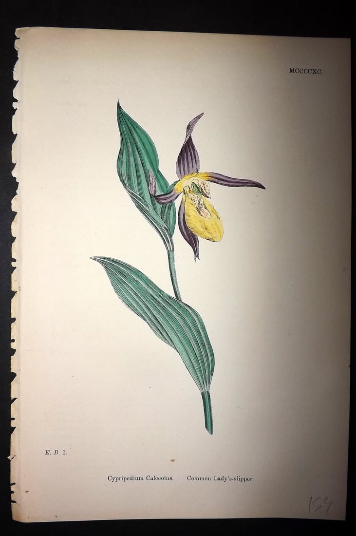 Sowerby, James C1880 Hand Col Botanical Print. Lady's Slipper Orchid 1490 (1 of 1)