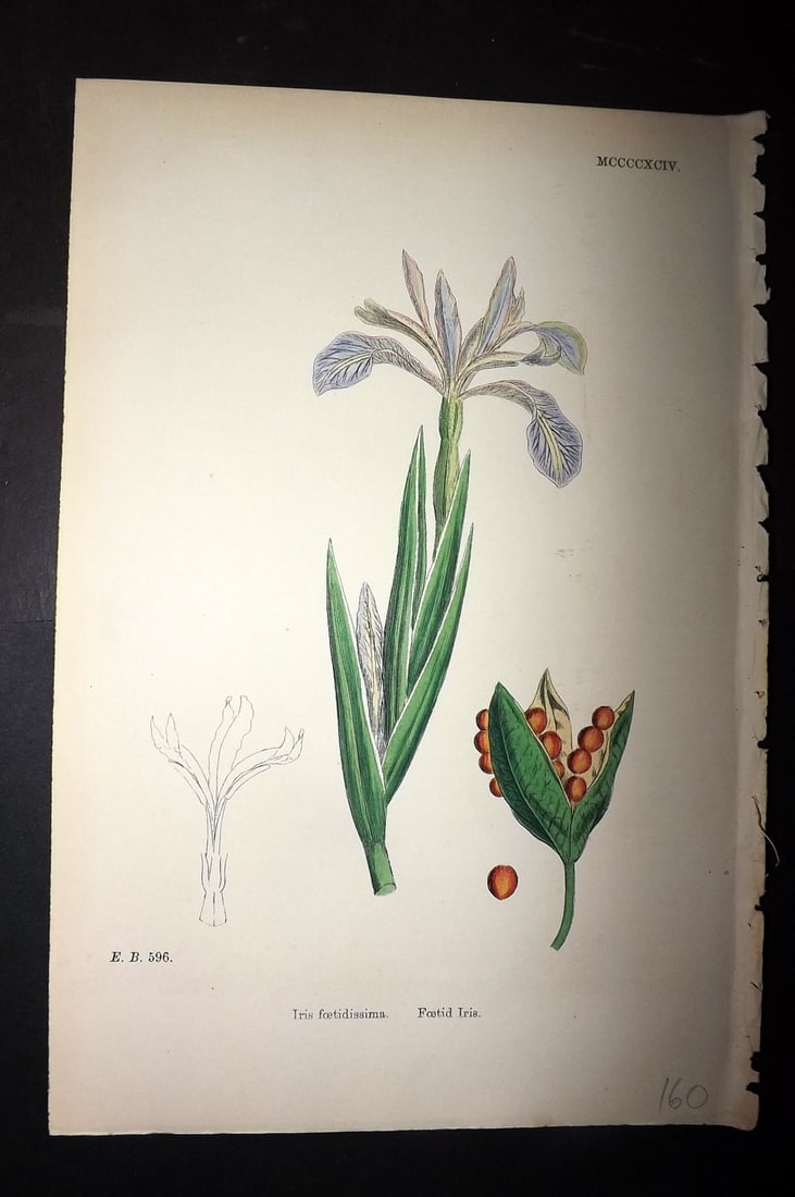 Sowerby, James C1880 Hand Col Botanical Print. Foetid Iris 1494 (1 of 1)