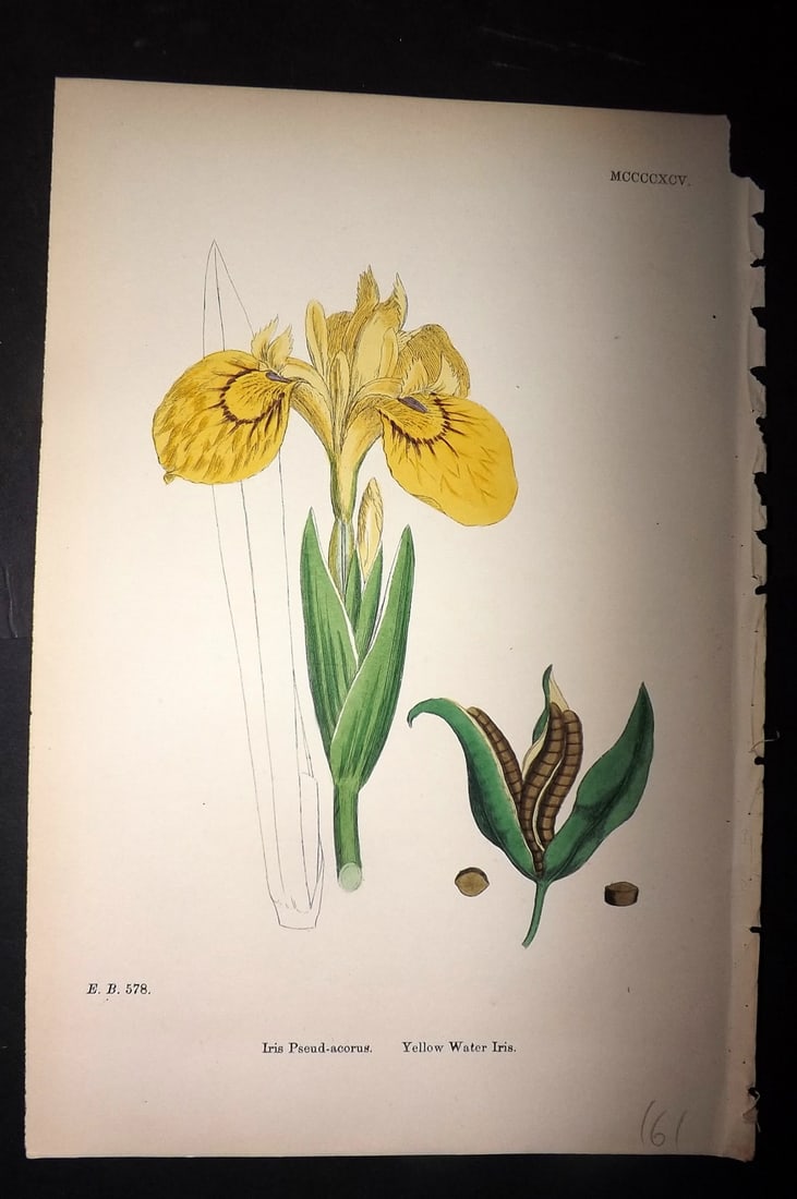 Sowerby, James C1880 Hand Col Botanical Print. Yellow Water Iris 1495 (1 of 1)
