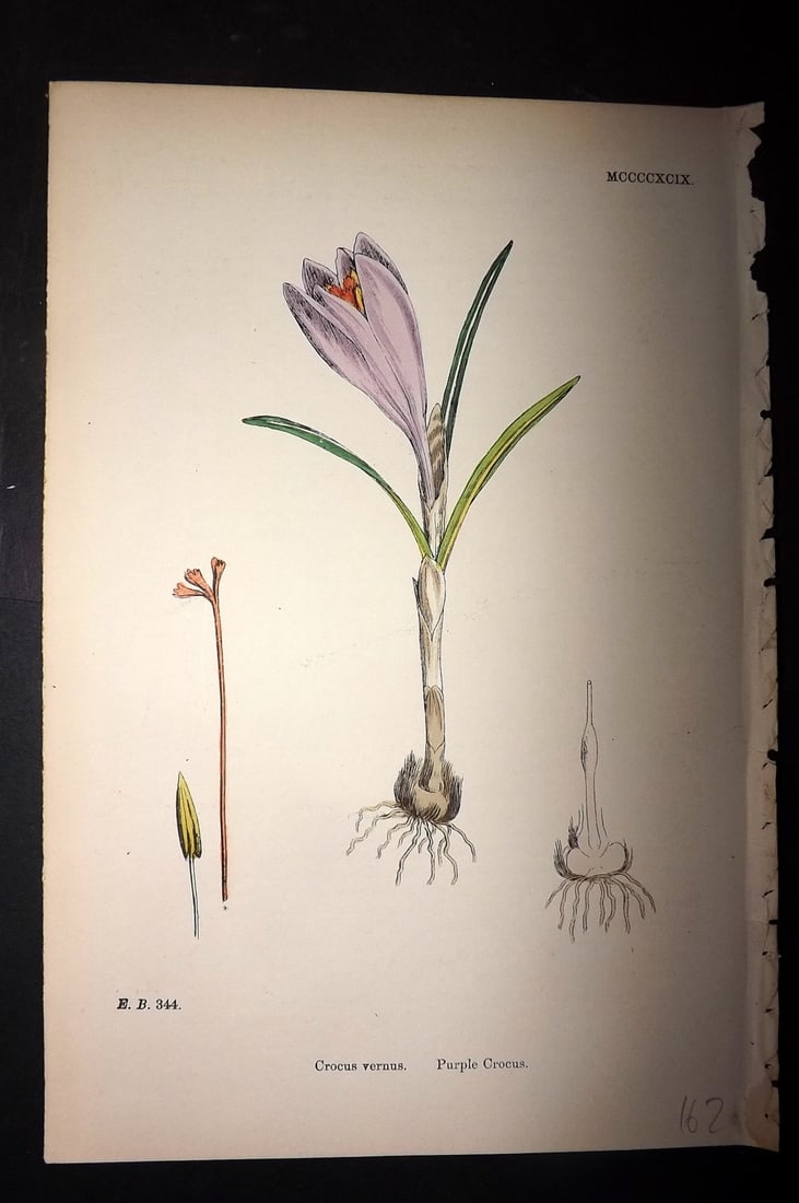 Sowerby, James C1880 Hand Col Botanical Print. Purple Crocus 1499 (1 of 1)
