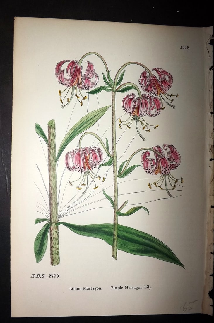 Sowerby, James C1880 Hand Col Botanical Print. Purple Martagon Lily 1518 (1 of 1)