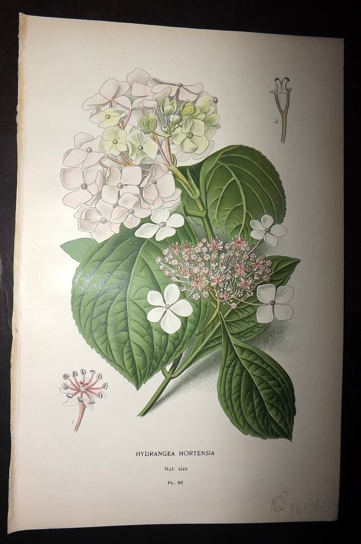 Step, Edward 1897 Antique Botanical Print. Hydrangea Hortensia 90: Chromolithograph Published 1896-97 by Frederick Warne & Co., London for "Favourite Flowers of Garden and Greenhouse" by Edward Step and William Watson. Paper Size: 9 x 6 inch (23 x 15cm) Good Conditio