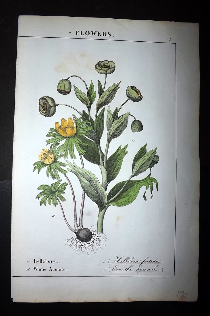 Yonge, Charlotte 1863 Folio Hand Col Botanical Print. Hellebore, Winter Aconite: Hand Coloured Lithographs Published 1863, London for "The Instructive Picture Book. Or Lessons from the Vegetable World" by Charlotte Mary Yonge. Paper Size: 12.5 x 8 inch (32 x 21cm) Trimmed from a l
