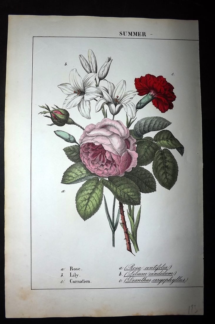 Yonge, Charlotte 1863 Folio Hand Col Botanical Print. Rose, Lily, Carnation (1 of 1)