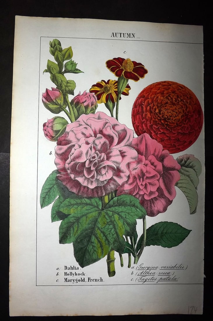 Yonge, Charlotte 1863 Folio Hand Col Botanical Print. Dahlia, Hollyhock, French Marygold: Hand Coloured Lithographs Published 1863, London for "The Instructive Picture Book. Or Lessons from the Vegetable World" by Charlotte Mary Yonge. Paper Size: 12.5 x 8 inch (32 x 21cm) Trimmed from a l