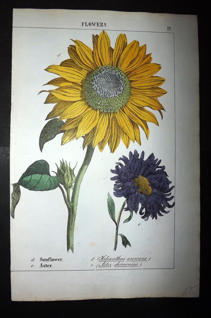 Yonge, Charlotte 1863 Folio Hand Col Botanical Print. Sunflower, Aster (1 of 1)