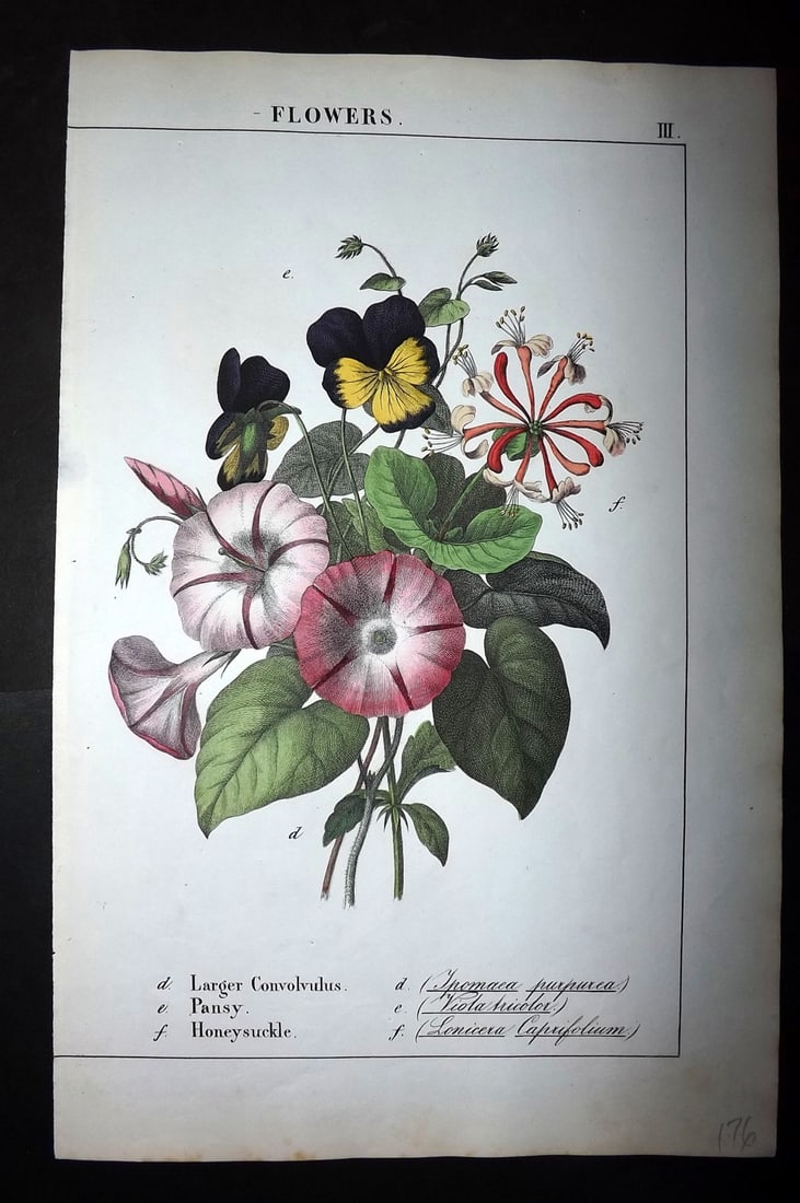 Yonge, Charlotte 1863 Folio Hand Col Botanical Print. Larger Convolvulus, Pansy, Honeysuckle: Hand Coloured Lithographs Published 1863, London for "The Instructive Picture Book. Or Lessons from the Vegetable World" by Charlotte Mary Yonge. Paper Size: 12.5 x 8 inch (32 x 21cm) Trimmed from a l