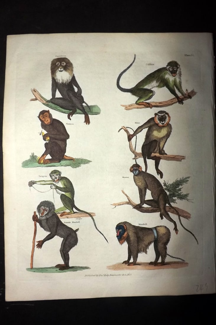 Buffon & Smellie 1828 Hand Col Print. Monkeys - Mandrill, Mona, Maimon, Talapoin, Mustax: Hand Colored Copper Plate Published 1828 by Thomas Kelly, London for "A Natural History, General and Particular..." by The Comte de Buffon and William Smellie. Paper Size: 10.5 x 8 inch (27 x 21cm) Go