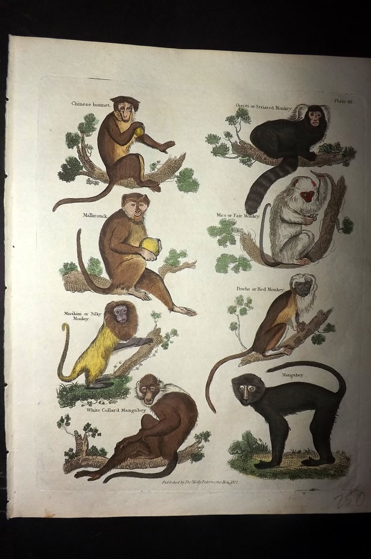 Buffon & Smellie 1828 Hand Col Print. Monkeys - Chinese Bonnet, Silk, Mangabey, Mico (1 of 1)