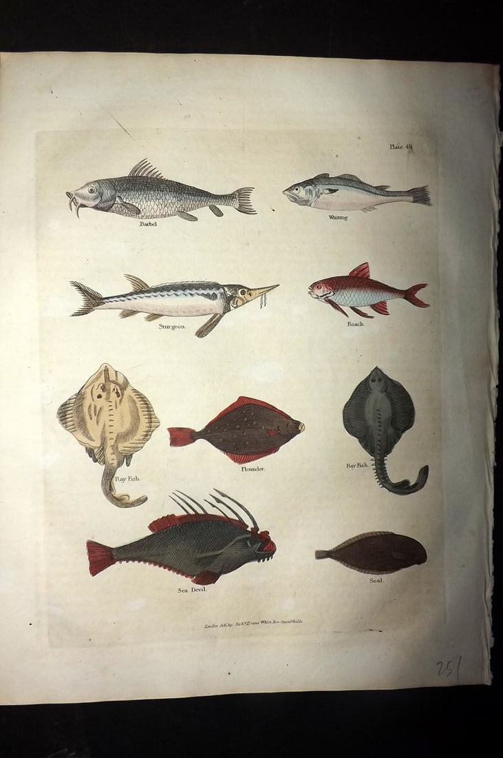 Buffon & Smellie 1828 Hand Col Print. Barbel, Sturgeon, Roach, Ray, Flounder, Sea Devil, Sole Fish: Hand Colored Copper Plate Published 1828 by Thomas Kelly, London for "A Natural History, General and Particular..." by The Comte de Buffon and William Smellie. Paper Size: 10.5 x 8 inch (27 x 21cm) Go