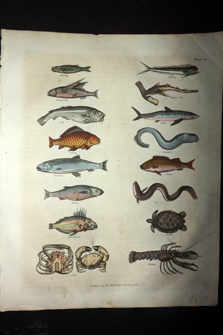 Buffon & Smellie 1828 HCol Print. Herring, Flying Fish, Cod, Carp, Salmon, John Dory, Lobester Crab: Hand Colored Copper Plate Published 1828 by Thomas Kelly, London for "A Natural History, General and Particular..." by The Comte de Buffon and William Smellie. Paper Size: 10.5 x 8 inch (27 x 21cm) Go