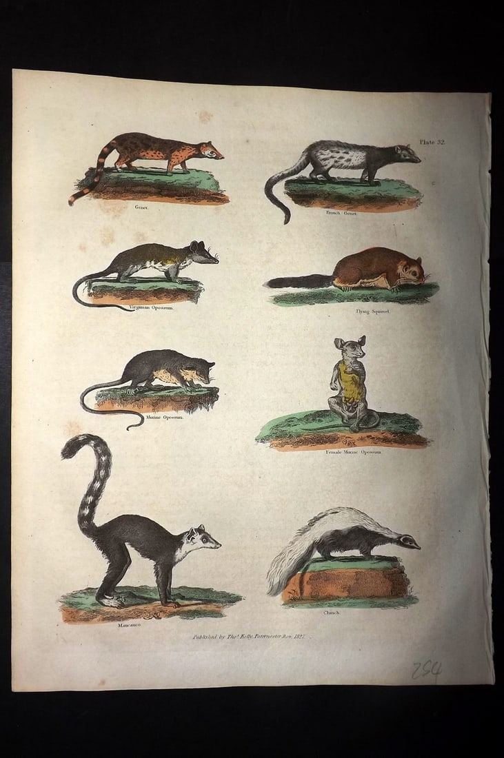Buffon & Smellie 1828 Hand Col Print. Genet, Virginia Opossum, Flying Squirrel, Chinch Skunk (1 of 1)