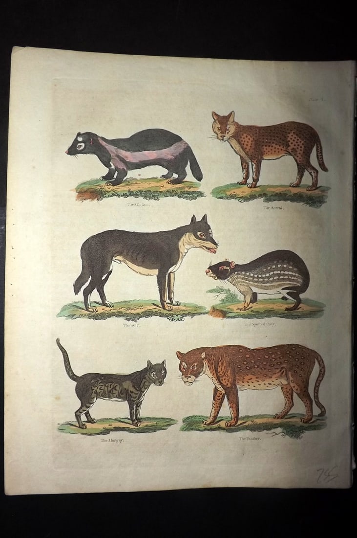 Buffon & Smellie 1828 Hand Col Print. Panther, Serval, Margay, Cavy: Hand Colored Copper Plate Published 1828 by Thomas Kelly, London for "A Natural History, General and Particular..." by The Comte de Buffon and William Smellie. Paper Size: 10.5 x 8 inch (27 x 21cm) Go