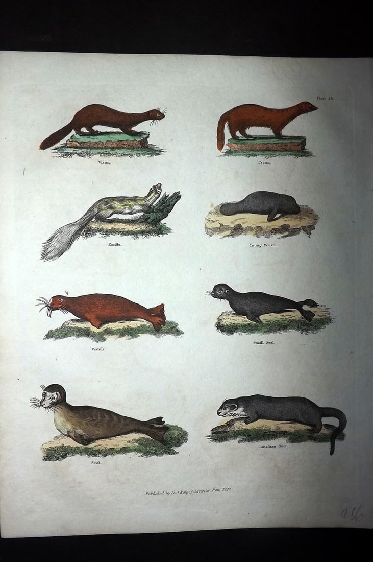 Buffon & Smellie 1828 Hand Col Print. Vison, Pecan, Walrus, Seal, Canadian Otter: Hand Colored Copper Plate Published 1828 by Thomas Kelly, London for "A Natural History, General and Particular..." by The Comte de Buffon and William Smellie. Paper Size: 10.5 x 8 inch (27 x 21cm) Go