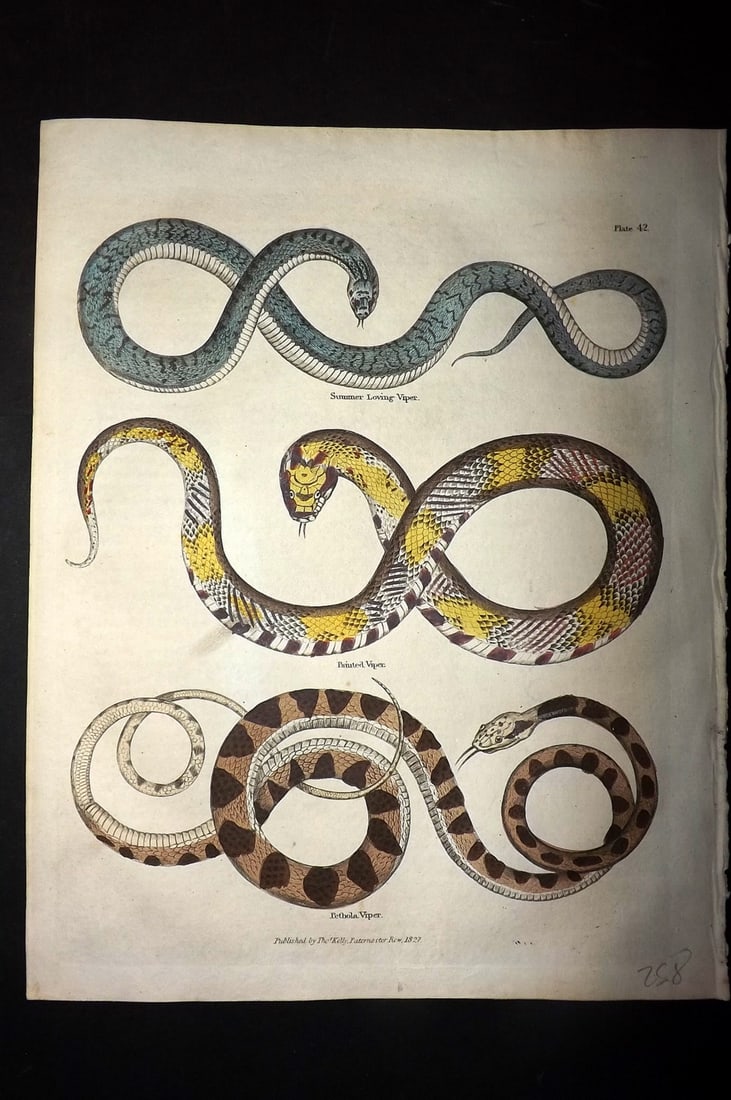 Buffon & Smellie 1828 Hand Col Print. Snakes - Summer Loving, Painted & Pethola Viper: Hand Colored Copper Plate Published 1828 by Thomas Kelly, London for "A Natural History, General and Particular..." by The Comte de Buffon and William Smellie. Paper Size: 10.5 x 8 inch (27 x 21cm) Go