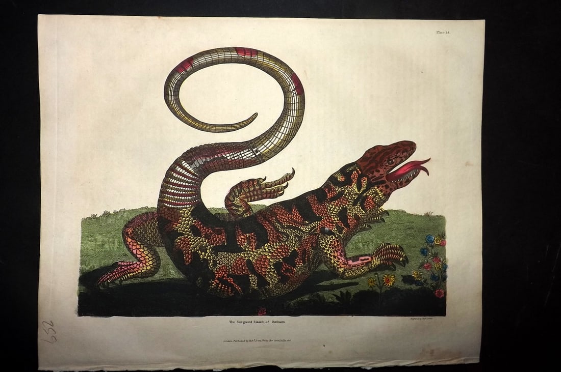 Buffon & Smellie 1828 Hand Col Print. The Safeguard Lizard of Surinam after Maria Merian: Hand Colored Copper Plate Published 1828 by Thomas Kelly, London for "A Natural History, General and Particular..." by The Comte de Buffon and William Smellie. Paper Size: 10.5 x 8 inch (27 x 21cm) Ve