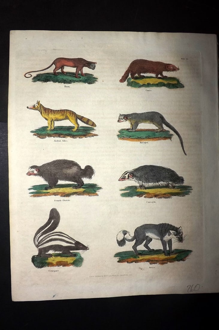 Buffon & Smellie 1828 Hand Col Print. Glutton, Wolf, Kincajou, Jackal: Hand Colored Copper Plate Published 1828 by Thomas Kelly, London for "A Natural History, General and Particular..." by The Comte de Buffon and William Smellie. Paper Size: 10.5 x 8 inch (27 x 21cm) Go