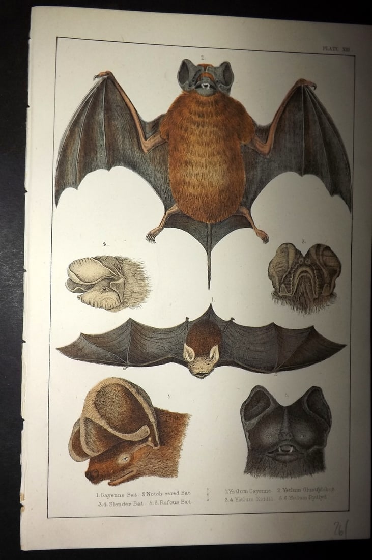 Goldsmith, Oliver C1855 Hand Col Print. Cayenne, Slender, Notch Eared, Rufous Bat 13: Hand Colored Etching/Engraving Published C1855 by A. Fullarton & Co., London for "A History of the Earth and Animated Nature" by Oliver Goldsmith. Paper Size: 10 x 6 inch (25 x 16cm) Good Condition