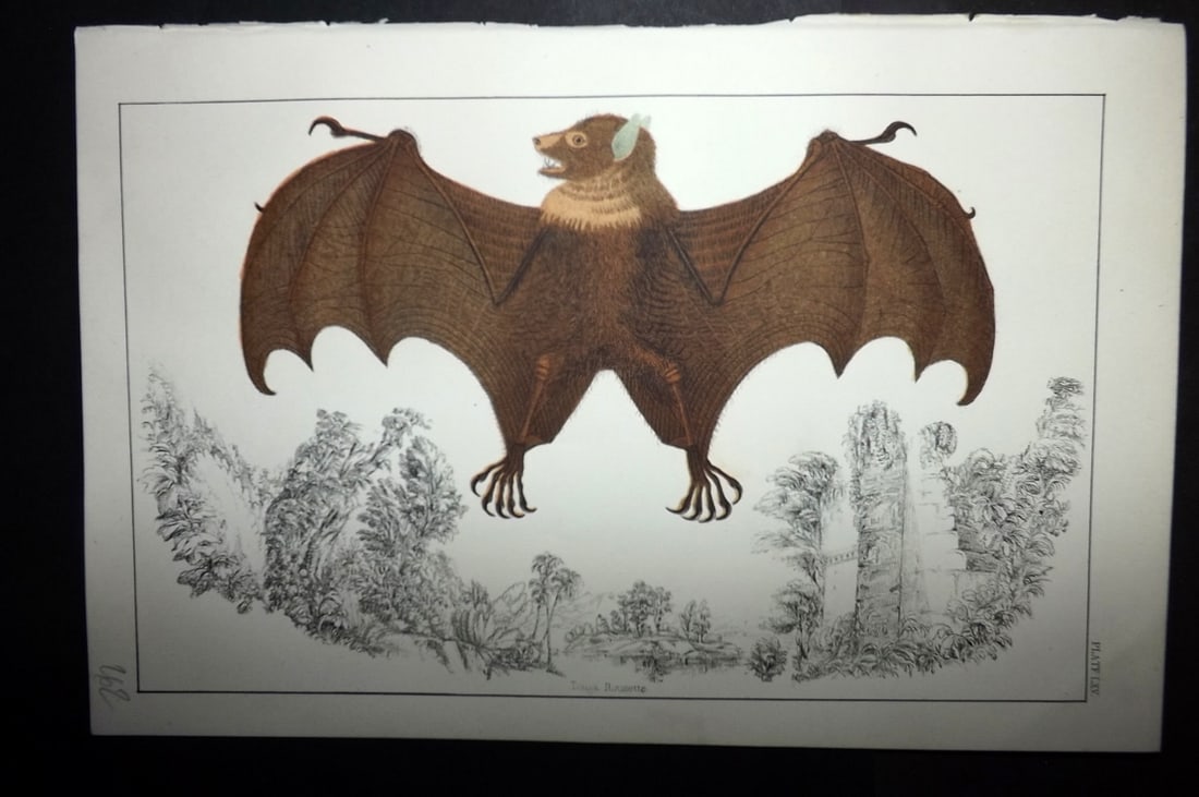 Goldsmith, Oliver C1855 Hand Col Print. Macklott's. Black Faced, Vampire Bats 15: Hand Colored Etching/Engraving Published C1855 by A. Fullarton & Co., London for "A History of the Earth and Animated Nature" by Oliver Goldsmith. Paper Size: 10 x 6 inch (25 x 16cm) Good Condition