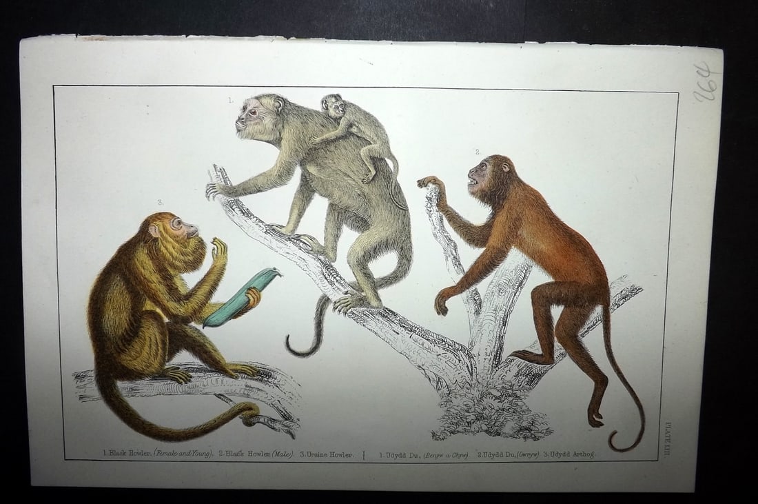 Goldsmith, Oliver C1855 Hand Col Print. Black & Ursine Howler Monkeys 53: Hand Colored Etching/Engraving Published C1855 by A. Fullarton & Co., London for "A History of the Earth and Animated Nature" by Oliver Goldsmith. Paper Size: 10 x 6 inch (25 x 16cm) Good Condition